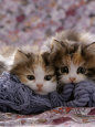 Domestic Cat Kittens, 8-Weeks, Tortoiseshell-And-White Sisters, Persian-Cross'