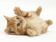 Kittens (Color Photography) Posters