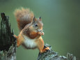 Red Squirrel Balancing on Pine Stump, Norway Premium Poster by Niall Benvie