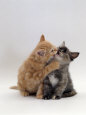 Domestic Cat, 8-Week Ginger Kitten Biting Tortoiseshell on the Mouth