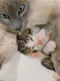 Domestic Cat, Stray Siamese Female with Single Kitten