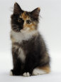 Domestic Cat, 9-Week Non-Pedigree Longhair Tortoiseshell-And-White Kitten