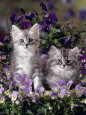 Domestic Cat, 8-Week, Two Fluffy Silver Tabby Kittens Amongst Winter-Flowering Pansies