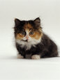 Domestic Cat, 8-Week Tortoiseshell and White Chinchilla-Cross Kitten