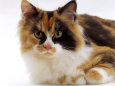 Domestic Cat, Tortoiseshell and White
