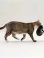 Domestic Cat, Tortoiseshell Mother Carrying / Moving Kitten