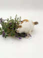 Domestic Cat, Tortoiseshell-And-White Rubbing Herself on Flowering Catmint / Catnip