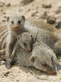 Banded Mongoose and Young, Etosha National Park, Namibia