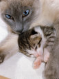 Domestic Cat, Cross Bred Tabby Kitten with Siamese Mother