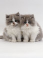 Domestic Cat, 9-Week, Blue Bicolour Persian Kittens
