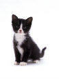 Domestic Cat, Black and White Kitten