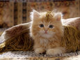Domestic Cat, 8-Week, Portrait of Red Persian-Cross Male Kitten, Playing Under Fringed Cover