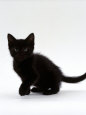 Domestic Cat, 9-Weeks, Black Shorthair Kitten