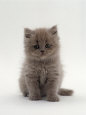 Domestic Cat, 7-Week, Male Blue Longhair Persian Kittens
