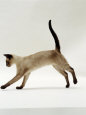 Domestic Cat, Seal-Point Siamese Juvenile Running Profile