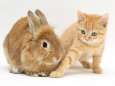 Ginger Kitten with Paw Extended and Sandy Lop Rabbit