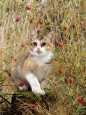 Domestic Cat, Tabby-Tortoiseshell Kitten Among Cocksfoot Grass, Horsetails and Rose Hips