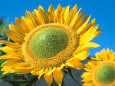 De Cuveland Pósteres