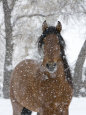 Horses (Color Photography) Posters