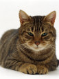 Domestic Cat, Striped Tabby Male
