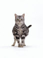 Domestic Cat, Pregnant Silver Tabby British Shorthair Female Premium Poster por Jane Burton