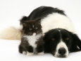Black-And-White Border Collie Lying Chin on Floor with Black-And-White Kitten