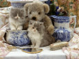 9-Week, Blue Bicolour Persian Kitten, Brindle Teddy Bear and Victorian Staffordshire Wash-Stand Set