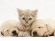 Lilac Tortoiseshell Kitten Between Two Sleeping Golden Retriever Puppies