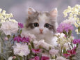 8-Week, Silver Tortoiseshell-And-White Kitten, Among Gillyflowers, Carnations and Meadowseed