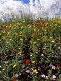 April Spring Flowers, Near Aidone, Central Area, Island of Sicily, Italy, Mediterranean Lámina fotográfica por Richard Ashworth