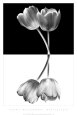 Blanco y negro Lámina por Ilona Wellmann