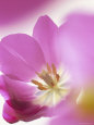 Studio Shot, Close-Up of a Pink Tulip (Tulipa) Flower Photographic Print by Pearl Bucknall