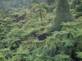 Punga, Tree Ferns, in the Bush, Wanganui District, Taranaki, North Island, New Zealand Photographie par Jeremy Bright