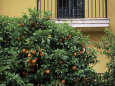 Orange Tree Outside House, Triana Quarter, Seville, Andalucia, Spain Photographic Print by Jean Brooks