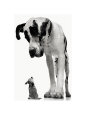 Fotografías de perros Pósteres