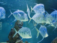 Aquarium, Oceanographic Institute, Monaco-Veille, Monaco