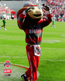 Brutus Buckeye Fotografía