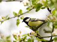 Titmice Posters