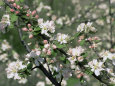 Apple Trees in Blossom, Normandy, France Lámina fotográfica por Guy Thouvenin