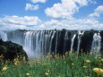 Flowers in Bloom with the Victoria Falls Behind, Unesco World Heritage Site, Zambia, Africa Fotografisk tryk af D H Webster