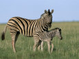 Burchell's (Plains) Zebra and Newborn Foal (Equus Burchelli), Etosha National Park, Namibia, Africa Fotografisk tryk af Steve & Ann Toon