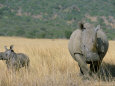 Rhinos (Color Photography) Posters