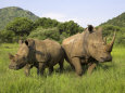 Photographies couleur de rhinocéros Affiches