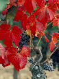Vine in Autumn, St. Emilion, Bordeaux, France