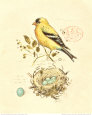 Gilded Songbird II Konsttryck av Chad Barrett