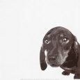 Emily Burrowes Posters