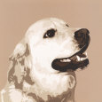Golden Retriever Art Print by Emily Burrowes