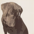 Chocolate Labrador Art Print by Emily Burrowes
