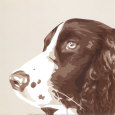 Springer Spaniel Art Print by Emily Burrowes