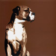 Boxers Posters